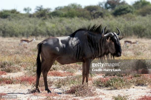 blue wildebeest (connochaetes taurinus), etosha national park, namibia - hartebeest stock pictures, royalty-free photos & images