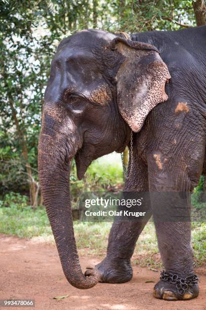 asian elephant (elephas maximus), working elephant, kerala, india - mahout stock pictures, royalty-free photos & images