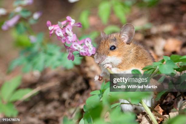 yellow-necked mouse (apodemus flavicollis) feeding on hollowroot (corydalis cava), hesse, germany - wood mouse stock pictures, royalty-free photos & images