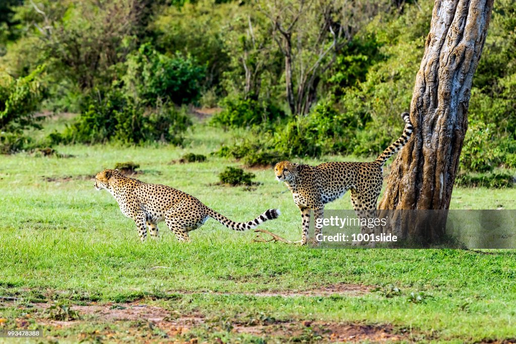 Cheetahs patrolling for signing in wild