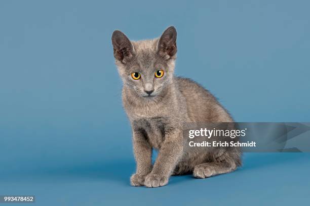 russian blue kitten, 10 weeks - gele ogen stockfoto's en -beelden