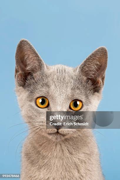 russian blue kitten, 10 weeks - yellow eyes stock pictures, royalty-free photos & images