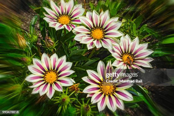 gazania (gazania sp.) - gazania stock pictures, royalty-free photos & images