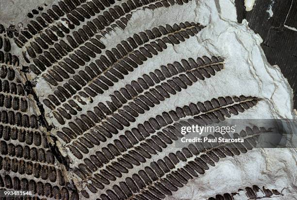 pecopteris cyathea (fern fossil) - fern fossil stock pictures, royalty-free photos & images