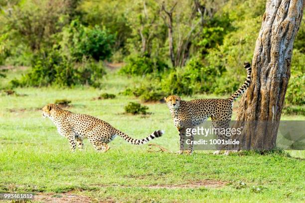 cheetahs patrolling for signing in wild - 1001slide stock pictures, royalty-free photos & images