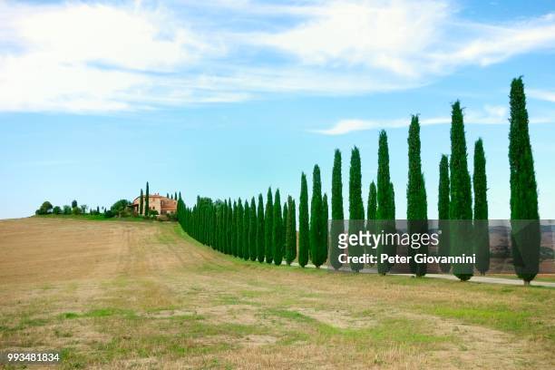 farmhouse with cypress trees in the val d'orcia, province of siena, tuscany, italy - siena province - fotografias e filmes do acervo