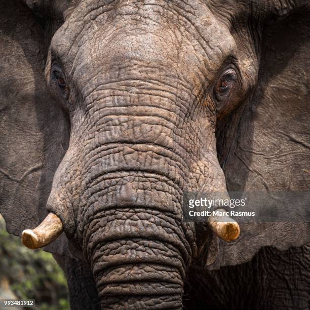 african elephant (loxodonta africana), ghoha hills, chobe national park, botswana - tusk stock pictures, royalty-free photos & images