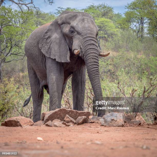 african elephant (loxodonta africana) drinking at a waterhole, ghoha hills, chobe national park, botswana - chobe national park bildbanksfoton och bilder