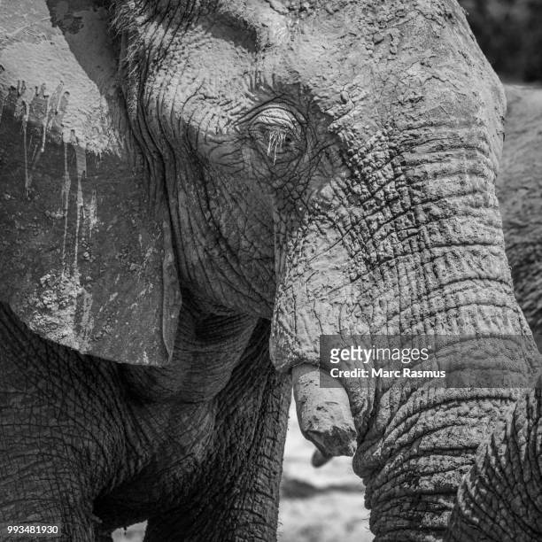 african elephant (loxodonta africana) with a broken tusk, covered in mud, ghoha hills, chobe national park, botswana - chobe national park bildbanksfoton och bilder