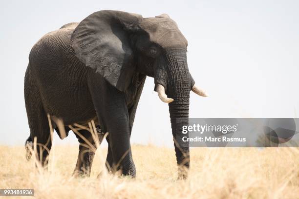 african elephant (loxodonta africana), with backlight, chobe national park, botswana - chobe national park bildbanksfoton och bilder