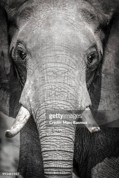 african elephant (loxodonta africana) with a broken tusk, chobe national park, botswana - chobe national park bildbanksfoton och bilder