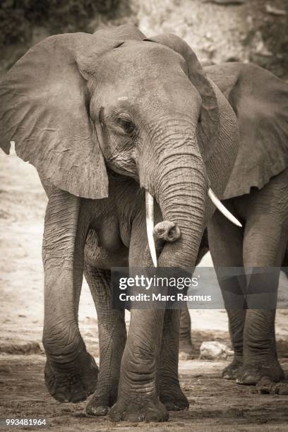 african elephant (loxodonta africana) with curled up trunk, chobe national park, botswana - chobe national park bildbanksfoton och bilder