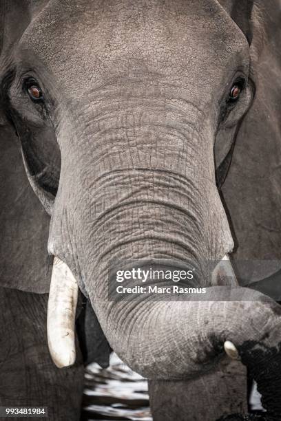 african elephant (loxodonta africana), resting its trunk on a tusk, chobe national park, botswana - chobe national park bildbanksfoton och bilder