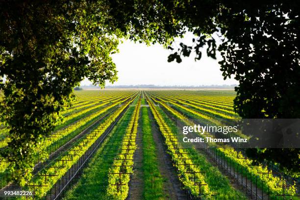 vineyard - weingut stock-fotos und bilder