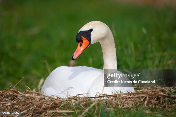 mute swan (cygnus olor) brooding on nest, schleswig-holstein, germany - incubating stock pictures, royalty-free photos & images
