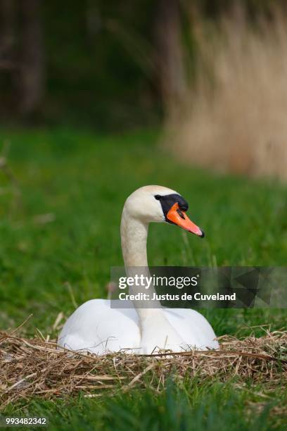 mute swan (cygnus olor) brooding on nest, schleswig-holstein, germany - incubate stock pictures, royalty-free photos & images