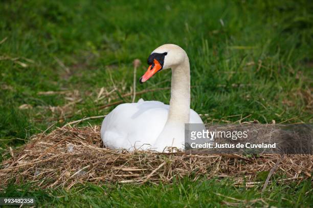 mute swan (cygnus olor) brooding on nest, schleswig-holstein, germany - incubate stock pictures, royalty-free photos & images