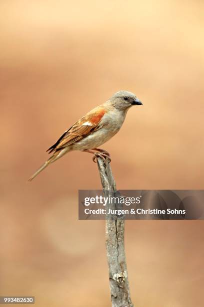 northern grey-headed sparrow (passer griseus), adult, perched, kruger national park, south africa - grey headed sparrow stock pictures, royalty-free photos & images