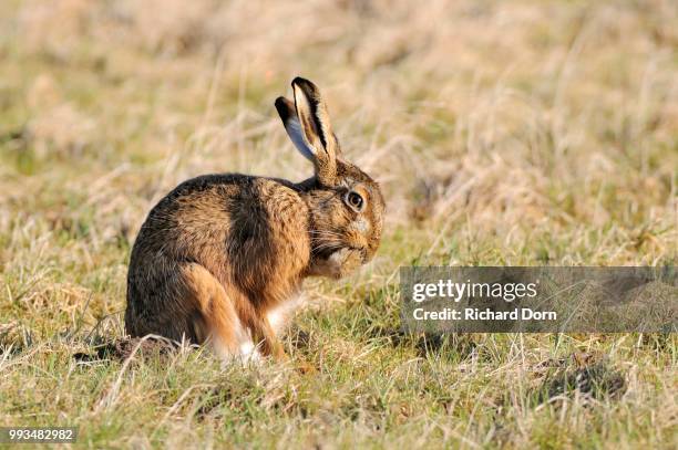 Hare Ffet 264 Hares Foot Stock Photos, High-Res Pictures, and Images - Getty Images