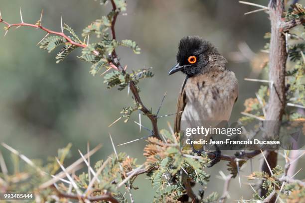 african red-eyed bulbul (pycnonotus nigricans), on a branch, kgalagadi transfrontier park, northern cape, south africa - bulbuls stock pictures, royalty-free photos & images