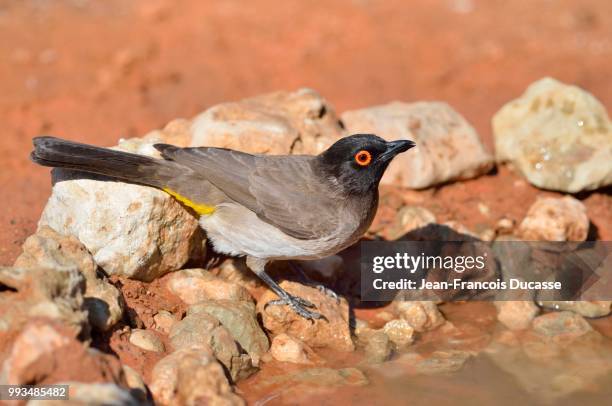african red-eyed bulbul (pycnonotus nigricans), drinking at a water point, kgalagadi transfrontier park, northern cape, south africa - bulbuls stock pictures, royalty-free photos & images