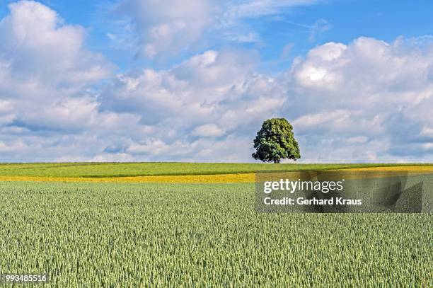 cultural landscape, upper palatinate, bavaria, germany - kraus stock pictures, royalty-free photos & images