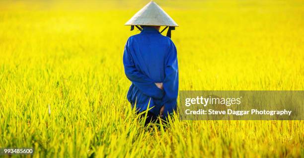 vietnamese farmer in field of golden rice - golden rice stock pictures, royalty-free photos & images