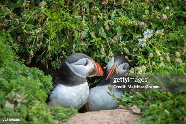 puffins (fratercula arctica), skomer island, wales, united kingdom - broeden stockfoto's en -beelden