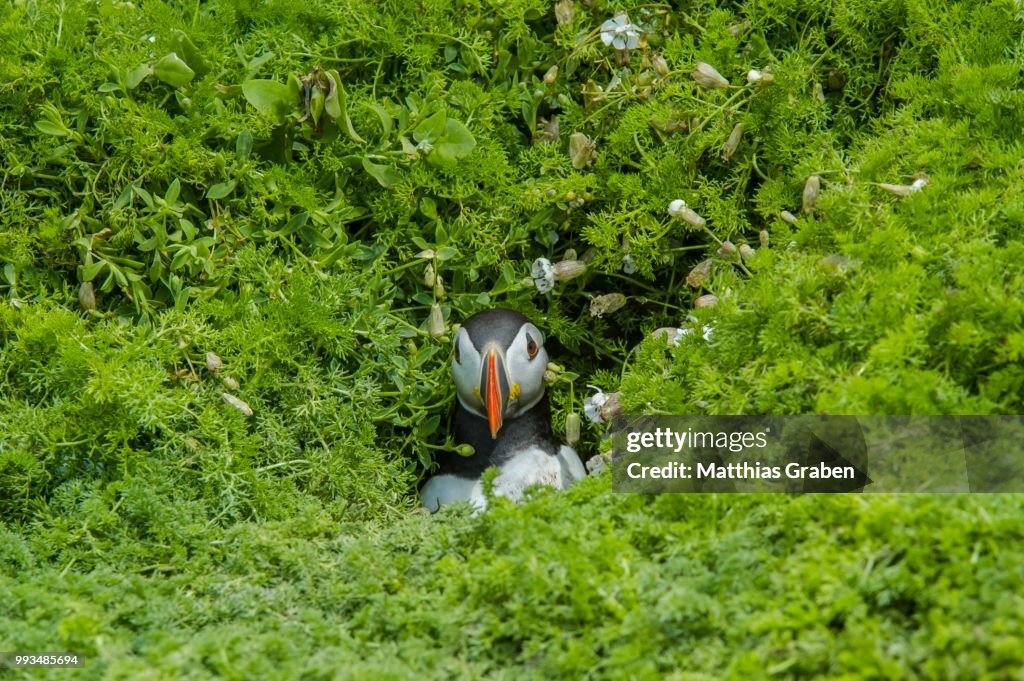 Puffin (Fratercula arctica), Skomer Island, Wales, United Kingdom