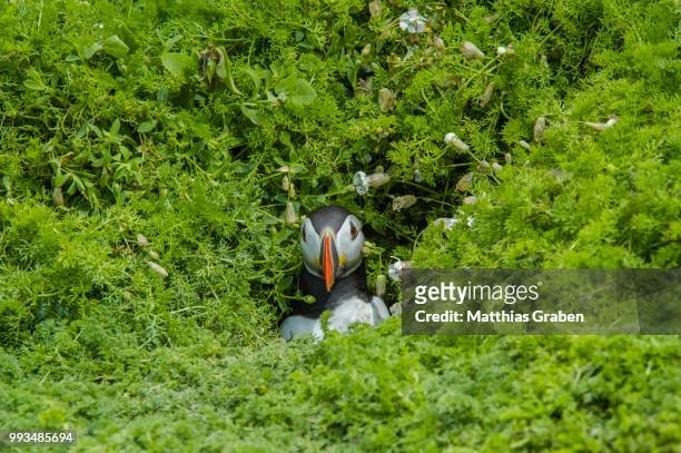 puffin (fratercula arctica), skomer island, wales, united kingdom - incubating stock pictures, royalty-free photos & images