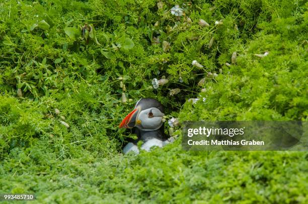 puffin (fratercula arctica), skomer island, wales, united kingdom - incubate stock pictures, royalty-free photos & images