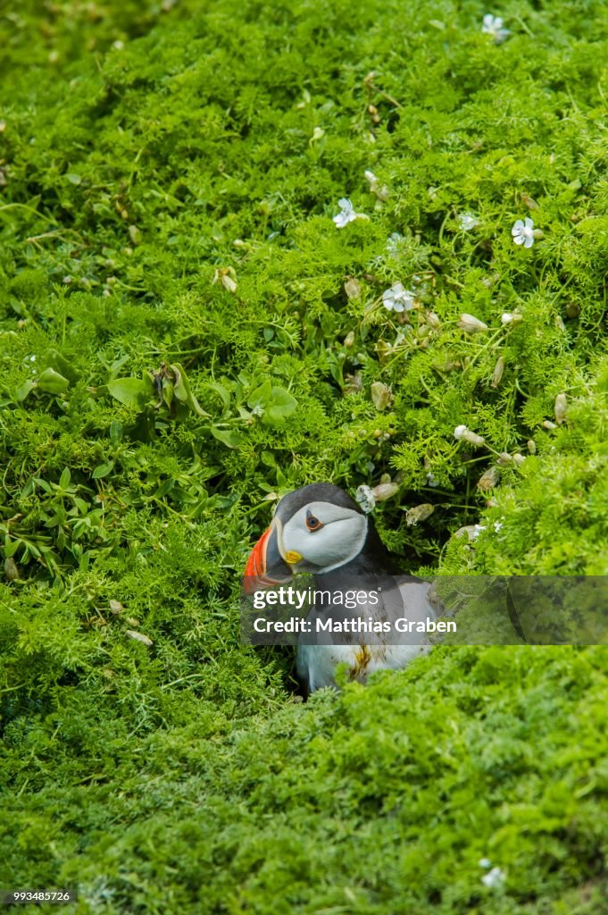 Puffin (Fratercula arctica), Skomer Island, Wales, United Kingdom