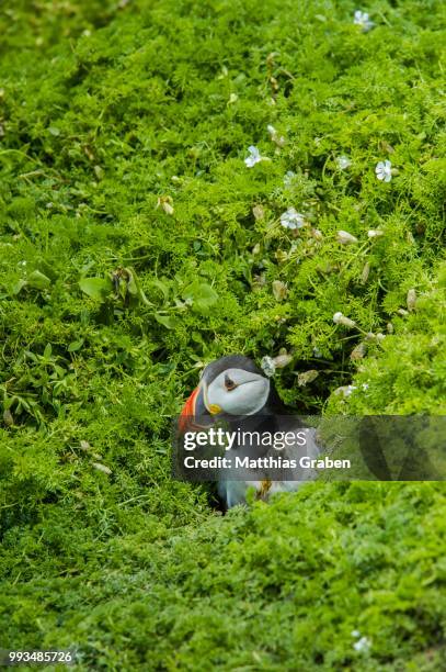 puffin (fratercula arctica), skomer island, wales, united kingdom - broeden stockfoto's en -beelden