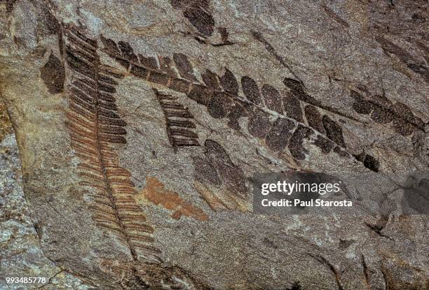 pecopteris and alethopteris (fern fossil) - fern fossil stock pictures, royalty-free photos & images