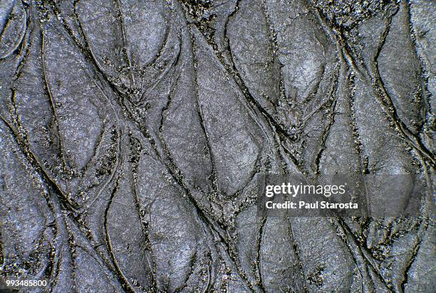 lepidodendron (scale tree fossil) - carboniferous stock pictures, royalty-free photos & images