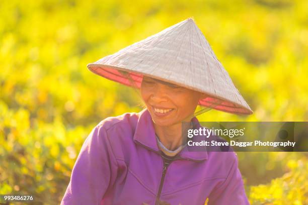 vietnamese farmer in field of golden rice - golden rice stock pictures, royalty-free photos & images