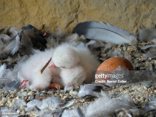 peregrine falcon (falco peregrinus) chicks, a few days old, chicks sharing body warmth, city church esslingen, baden-wuerttemberg, germany - peregrine falcon stock pictures, royalty-free photos & images