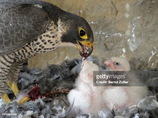 peregrine falcon (falco peregrinus), adult female feeding its chicks, city church esslingen, baden-wuerttemberg, germany - hawk nest foto e immagini stock