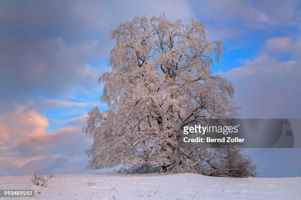 old european beech (fagus sylvatica) covered with hoarfrost, evening light, biosphere reserve, swabian jura, baden-wuerttemberg, germany - european beech stock pictures, royalty-free photos & images