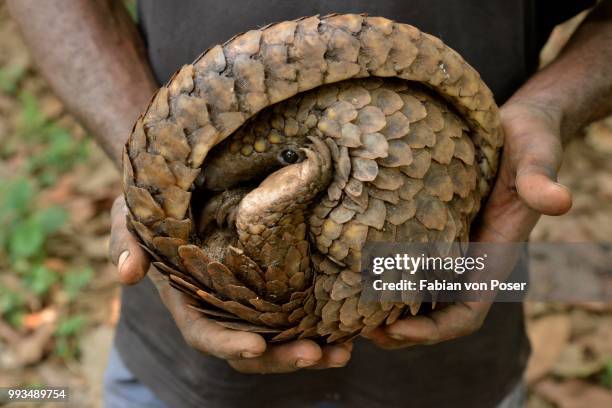 long-tailed pangolin (phataginus tetradactyla) in the hands of a poacher, bushmeat, mangamba, littoral province, cameroon - pangolin stock pictures, royalty-free photos & images