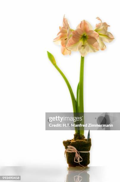 amaryllis with three blooms and new bud with long stem in decorative pot - long stem flowers stockfoto's en -beelden