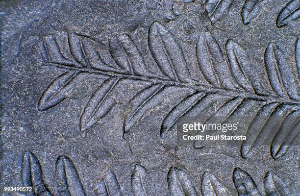 alethopteris (fern fossil) - carboniferous stock pictures, royalty-free photos & images
