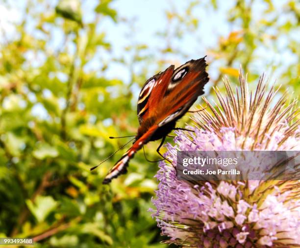 peacock butterfly - parrilla stock pictures, royalty-free photos & images