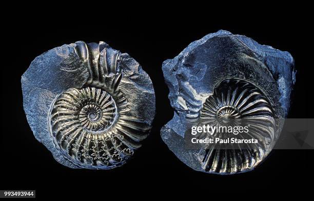 ammonite fossil - ammonit stock-fotos und bilder