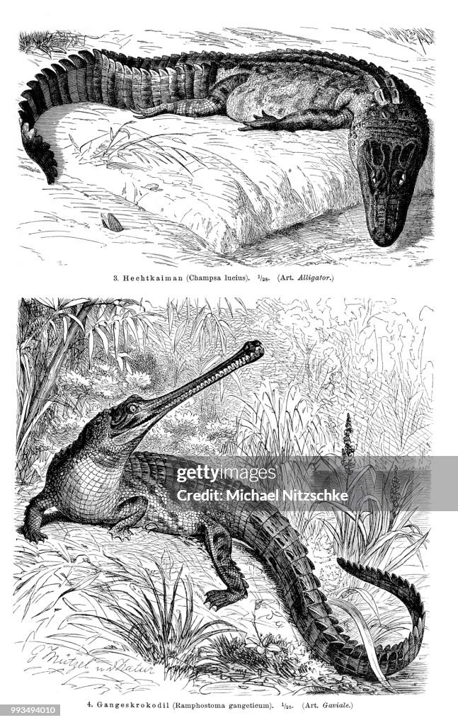 Wall chart, crocodiles II, illustration from Meyers Encyclopaedia, 1897