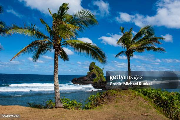 palm trees on the east coast of tutuila island, american samoa, south pacific - palm coast stock pictures, royalty-free photos & images