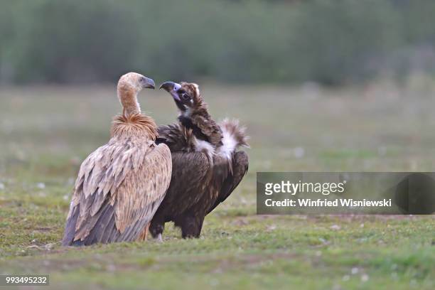 black vulture (aegypius monachus) - abutre fusco imagens e fotografias de stock