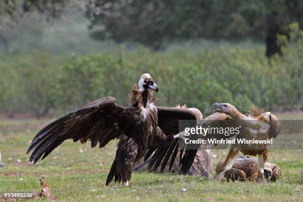 black vulture (aegypius monachus) - abutre fusco imagens e fotografias de stock