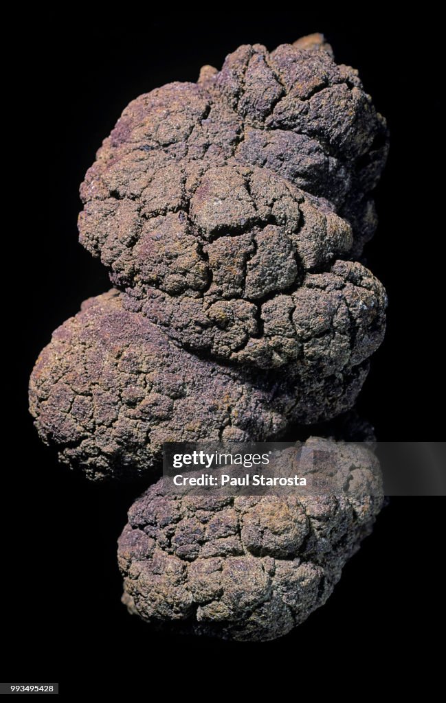 Coprolite (fossilized feces)