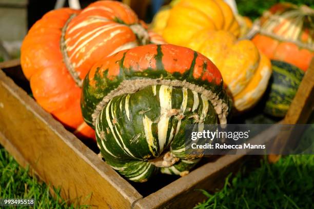 gourds - rebecca herbst stock-fotos und bilder